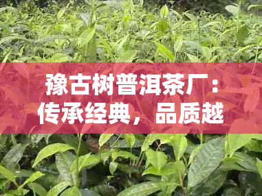 豫古树普洱茶厂：传承经典，品质越