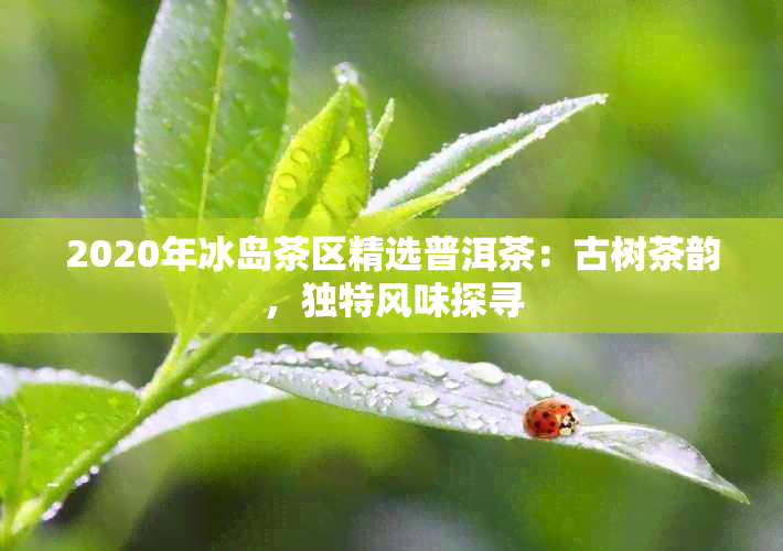 2020年冰岛茶区精选普洱茶：古树茶韵，独特风味探寻