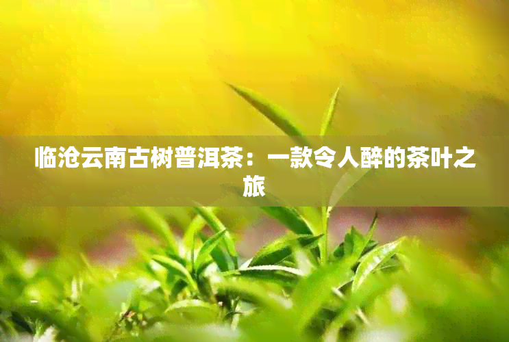 临沧云南古树普洱茶：一款令人醉的茶叶之旅