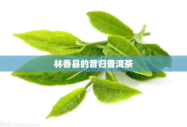 林香县的昔归普洱茶