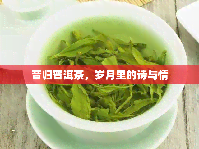 昔归普洱茶，岁月里的诗与情