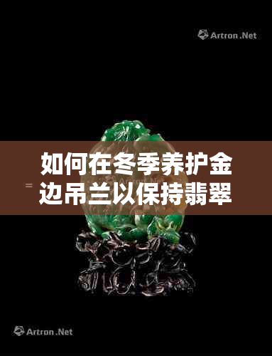 如何在冬季养护金边吊兰以保持翡翠花的美观？