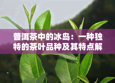 普洱茶中的冰岛：一种独特的茶叶品种及其特点解析