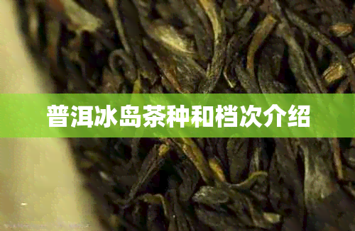 普洱冰岛茶种和档次介绍