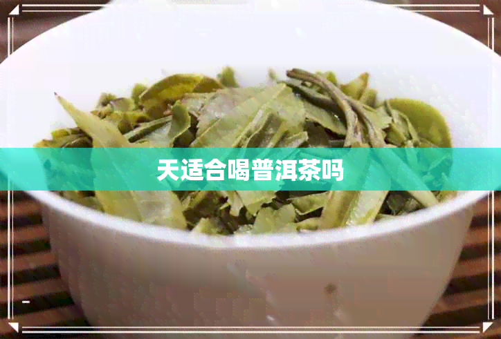 天适合喝普洱茶吗