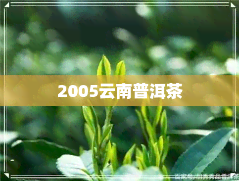 2005云南普洱茶