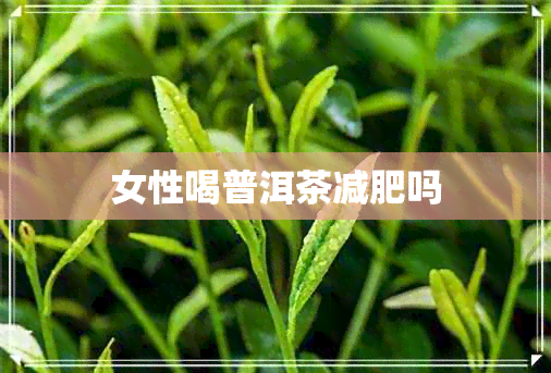 女性喝普洱茶减肥吗