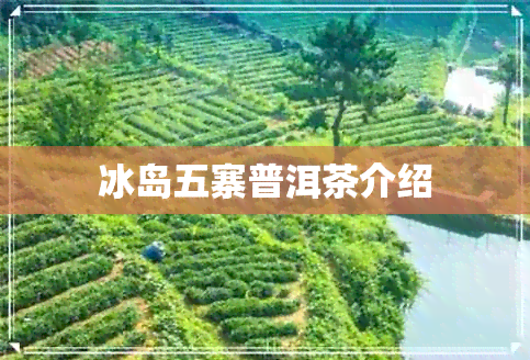 冰岛五寨普洱茶介绍