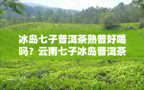 冰岛七子普洱茶熟普好喝吗？云南七子冰岛普洱茶价格及七子饼冰岛普洱茶价格