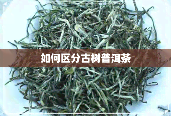 如何区分古树普洱茶