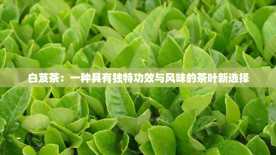 白芨茶：一种具有独特功效与风味的茶叶新选择