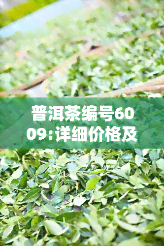 普洱茶编号6009:详细价格及购买渠道一应俱全，告别选择困扰！