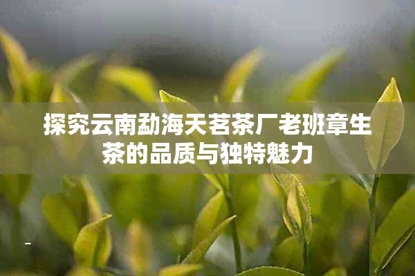 探究云南勐海天茗茶厂老班章生茶的品质与独特魅力