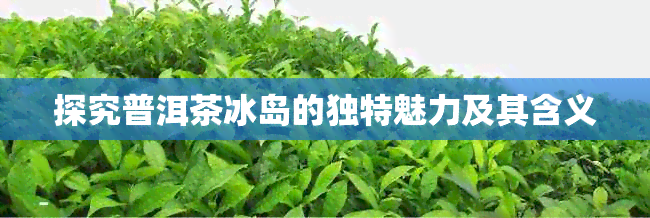 探究普洱茶冰岛的独特魅力及其含义