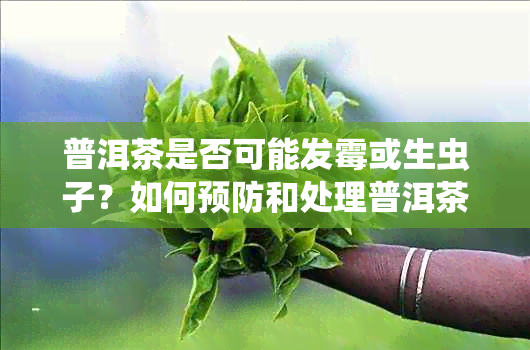 普洱茶是否可能发霉或生虫子？如何预防和处理普洱茶的微生物问题？