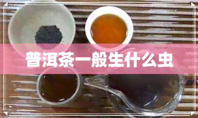 普洱茶一般生什么虫