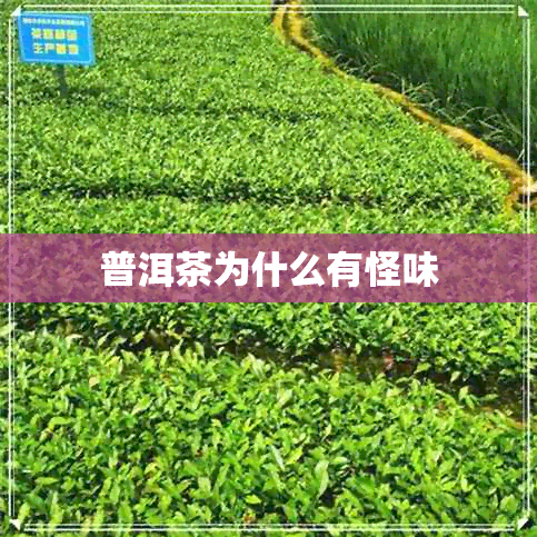 普洱茶为什么有怪味