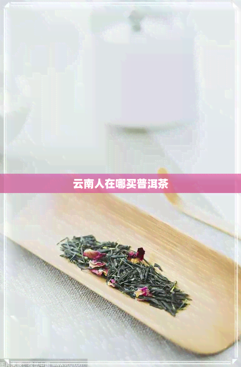 云南人在哪买普洱茶