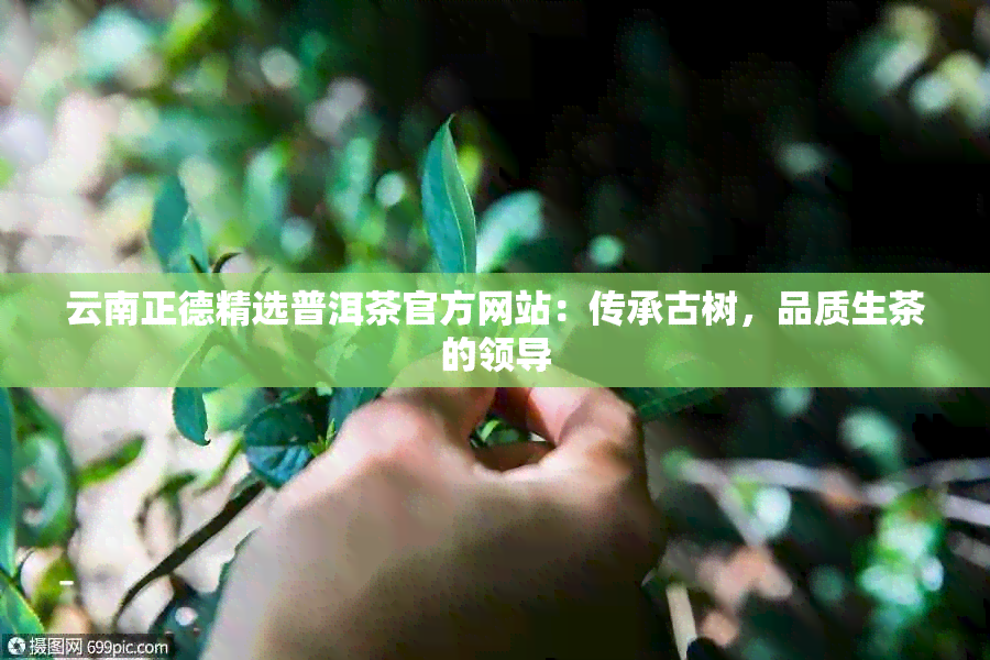 云南正德精选普洱茶官方网站：传承古树，品质生茶的领导