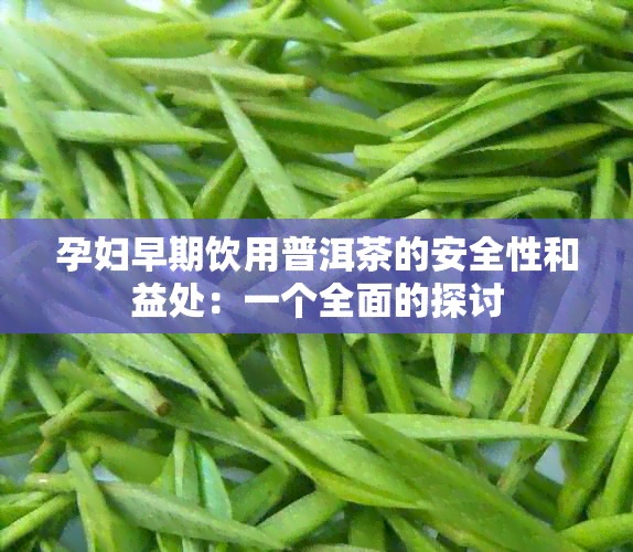 孕妇早期饮用普洱茶的安全性和益处：一个全面的探讨