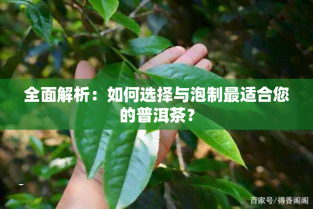 全面解析：如何选择与泡制最适合您的普洱茶？