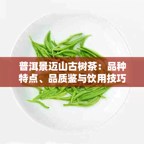 普洱景迈山古树茶：品种特点、品质鉴与饮用技巧一览无余