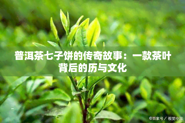 普洱茶七子饼的传奇故事：一款茶叶背后的历与文化