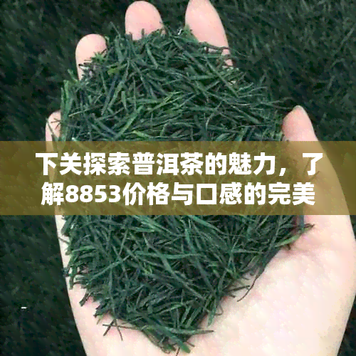 下关探索普洱茶的魅力，了解8853价格与口感的完美结合