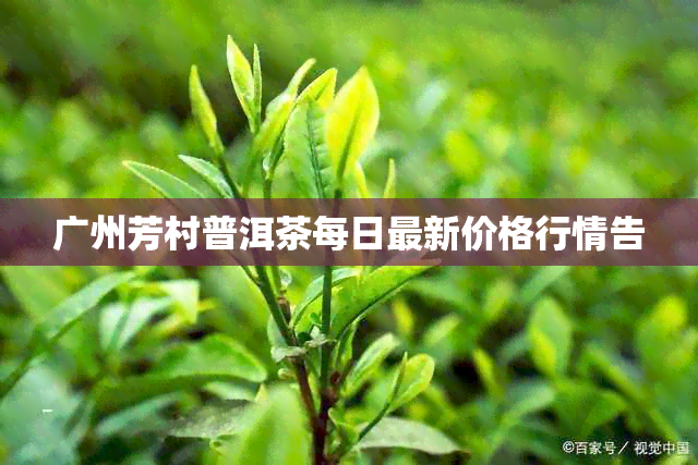 广州芳村普洱茶每日最新价格行情告