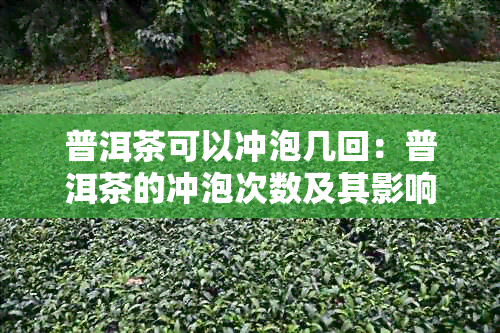 普洱茶可以冲泡几回：普洱茶的冲泡次数及其影响因素