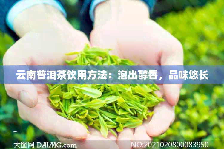 云南普洱茶饮用方法：泡出醇香，品味悠长