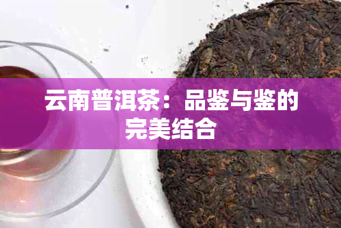 云南普洱茶：品鉴与鉴的完美结合