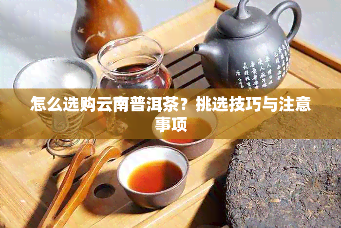 怎么选购云南普洱茶？挑选技巧与注意事项