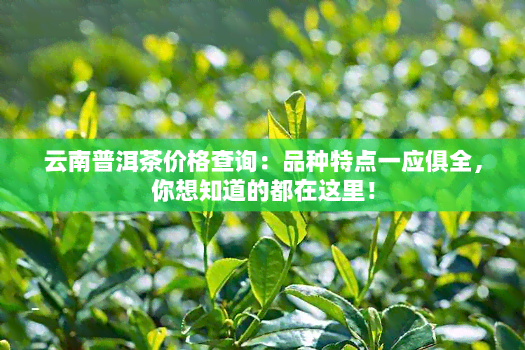 云南普洱茶价格查询：品种特点一应俱全，你想知道的都在这里！