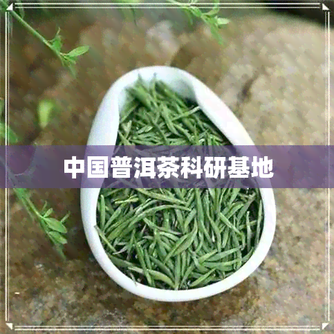 中国普洱茶科研基地