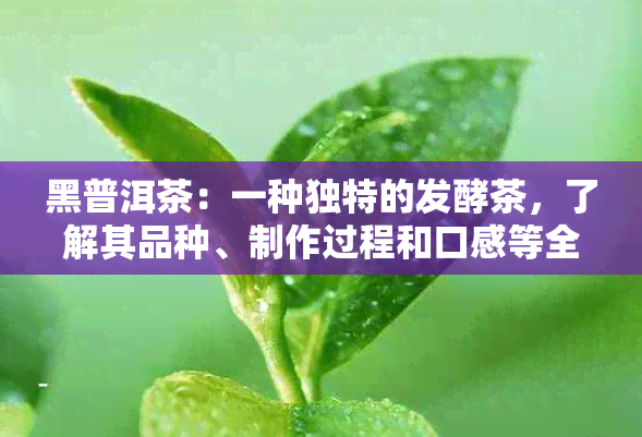 黑普洱茶：一种独特的发酵茶，了解其品种、制作过程和口感等全方位解析