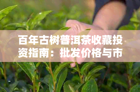 百年古树普洱茶收藏投资指南：批发价格与市场行情分析