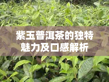 紫玉普洱茶的独特魅力及口感解析