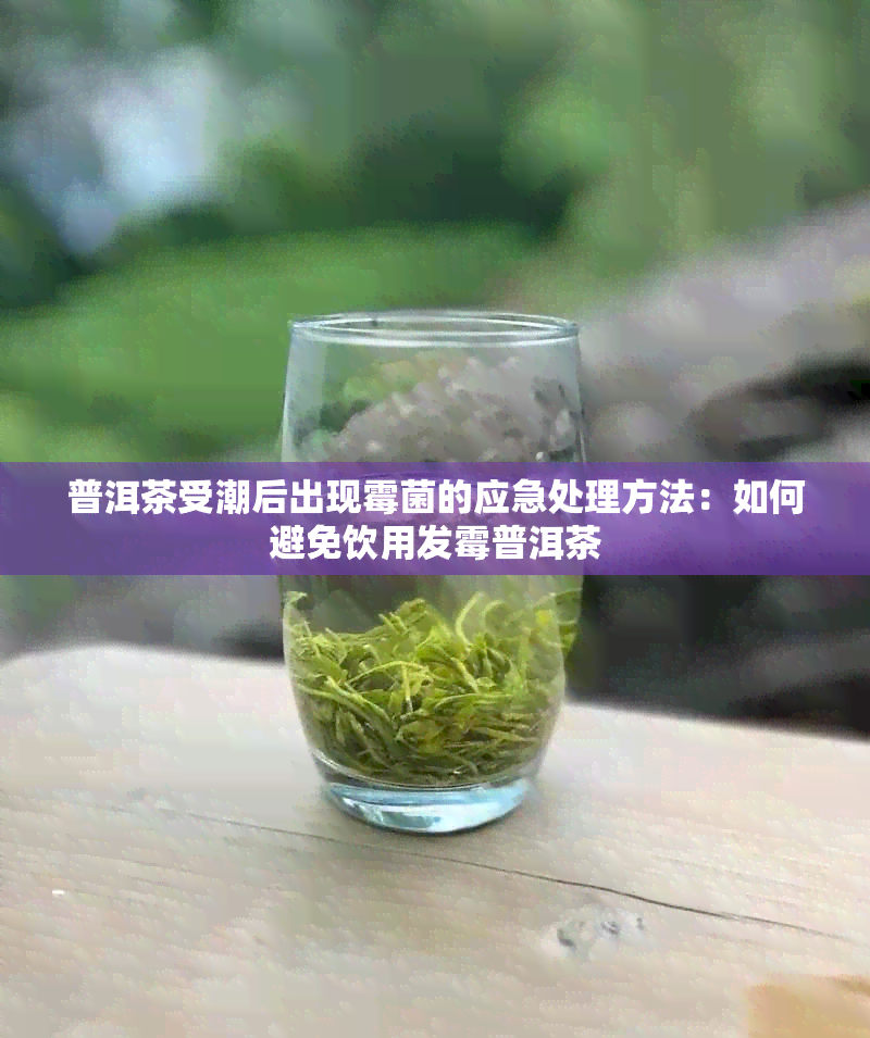 普洱茶受潮后出现霉菌的应急处理方法：如何避免饮用发霉普洱茶