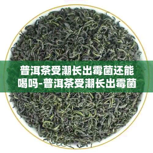 普洱茶受潮长出霉菌还能喝吗-普洱茶受潮长出霉菌还能喝吗有吗