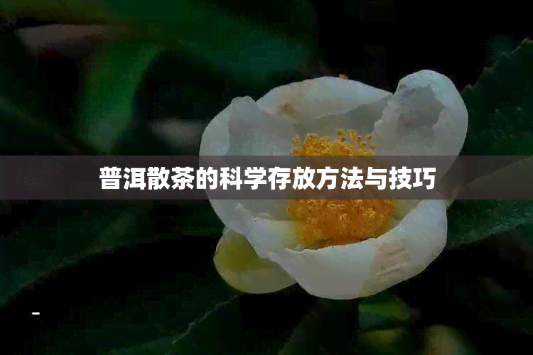 普洱散茶的科学存放方法与技巧