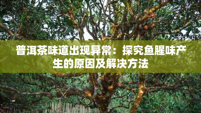 普洱茶味道出现异常：探究腥味产生的原因及解决方法