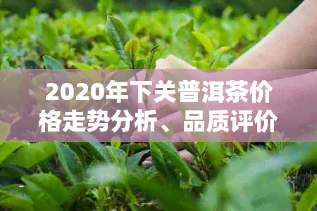 2020年下关普洱茶价格走势分析、品质评价及购买指南