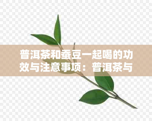 普洱茶和蚕豆一起喝的功效与注意事项：普洱茶与蚕豆能一起喝吗？