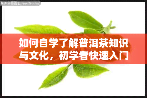 如何自学了解普洱茶知识与文化，初学者快速入门指南