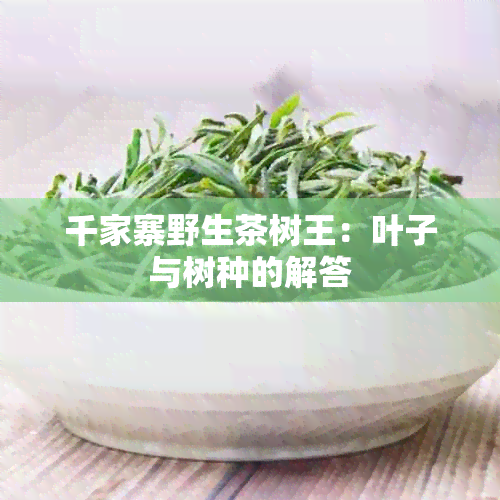 千家寨野生茶树王：叶子与树种的解答