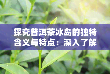 探究普洱茶冰岛的独特含义与特点：深入了解这款珍贵的茶叶