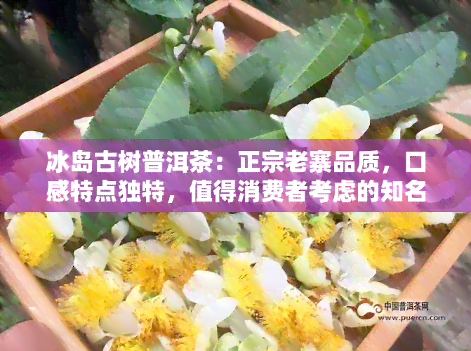 冰岛古树普洱茶：正宗老寨品质，口感特点独特，值得消费者考虑的知名