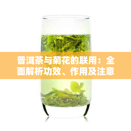 普洱茶与菊花的联用：全面解析功效、作用及注意事项