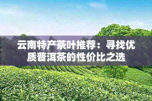 云南特产茶叶推荐：寻找优质普洱茶的性价比之选